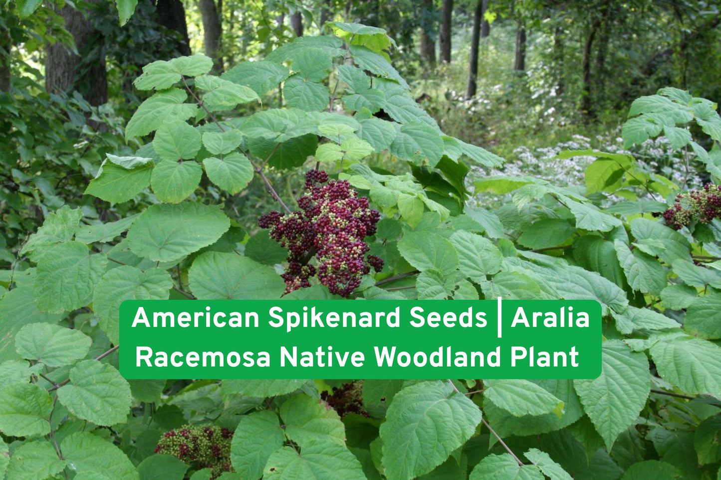 American Spikenard Seeds, Woodland perennial seeds, Shade garden seeds, Native North American seeds, Aralia racemosa seeds, Wildflower seeds for shade, Forest garden plants, Pollinator friendly seeds, Medicinal plant seeds, White flower seeds, Long-lasting perennial seeds, Eco-friendly landscaping seeds, Native woodland plant seeds