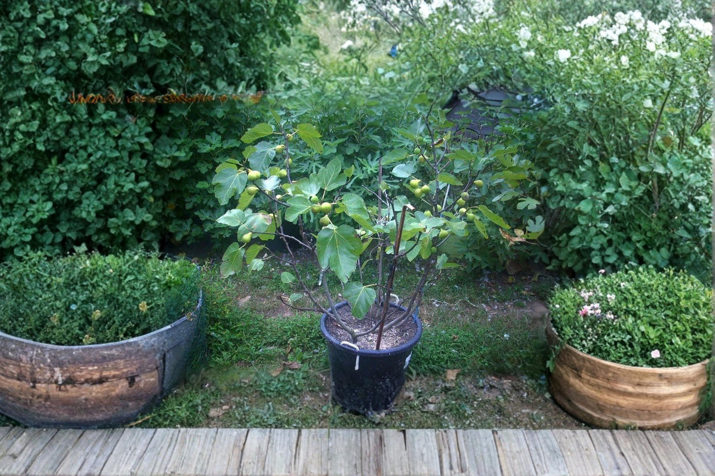 Adriatic JH Fig Cuttings 8+ Inches White Ficus carica Fruit Tree Propagation