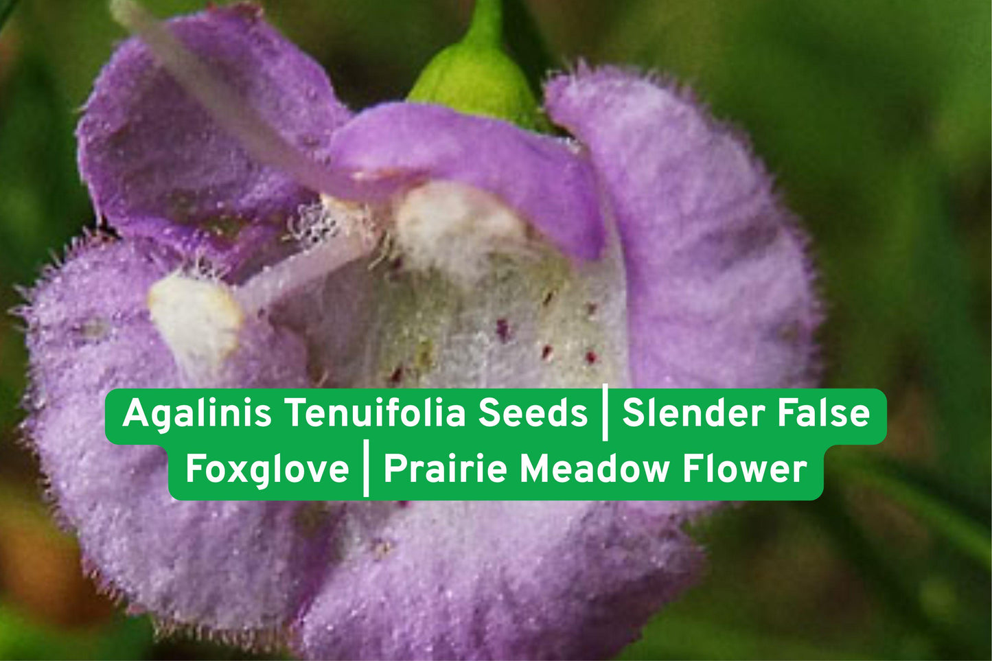 Agalinis tenuifolia seeds, wildflower seeds, prairie flower seeds, native plant seeds, pollinator garden, meadow flower seeds, pink purple blooms, annual wildflower, bee butterfly attractor, native North American, naturalized plant, prairie meadow plant, easy to grow seeds
