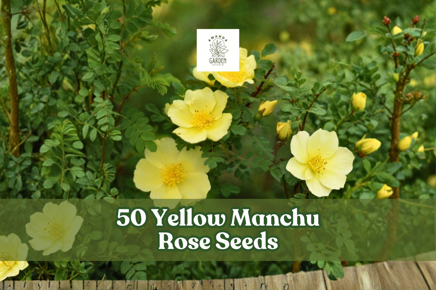 50 Yellow Manchu Rose Seeds – Rosa xanthina Hardy Deciduous Shrub with Bright Yellow Spring Blooms