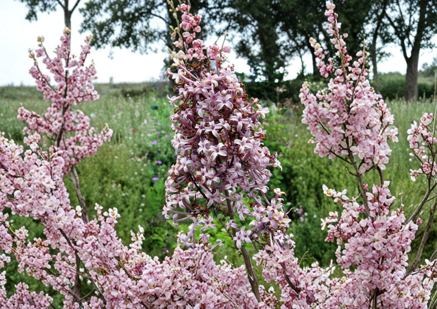Littleleaf Lilac Flower Seeds – Fragrant Pink Purple Spring Shrub for Garden Borders – Syringa microphylla, Ornamental Landscape Plant