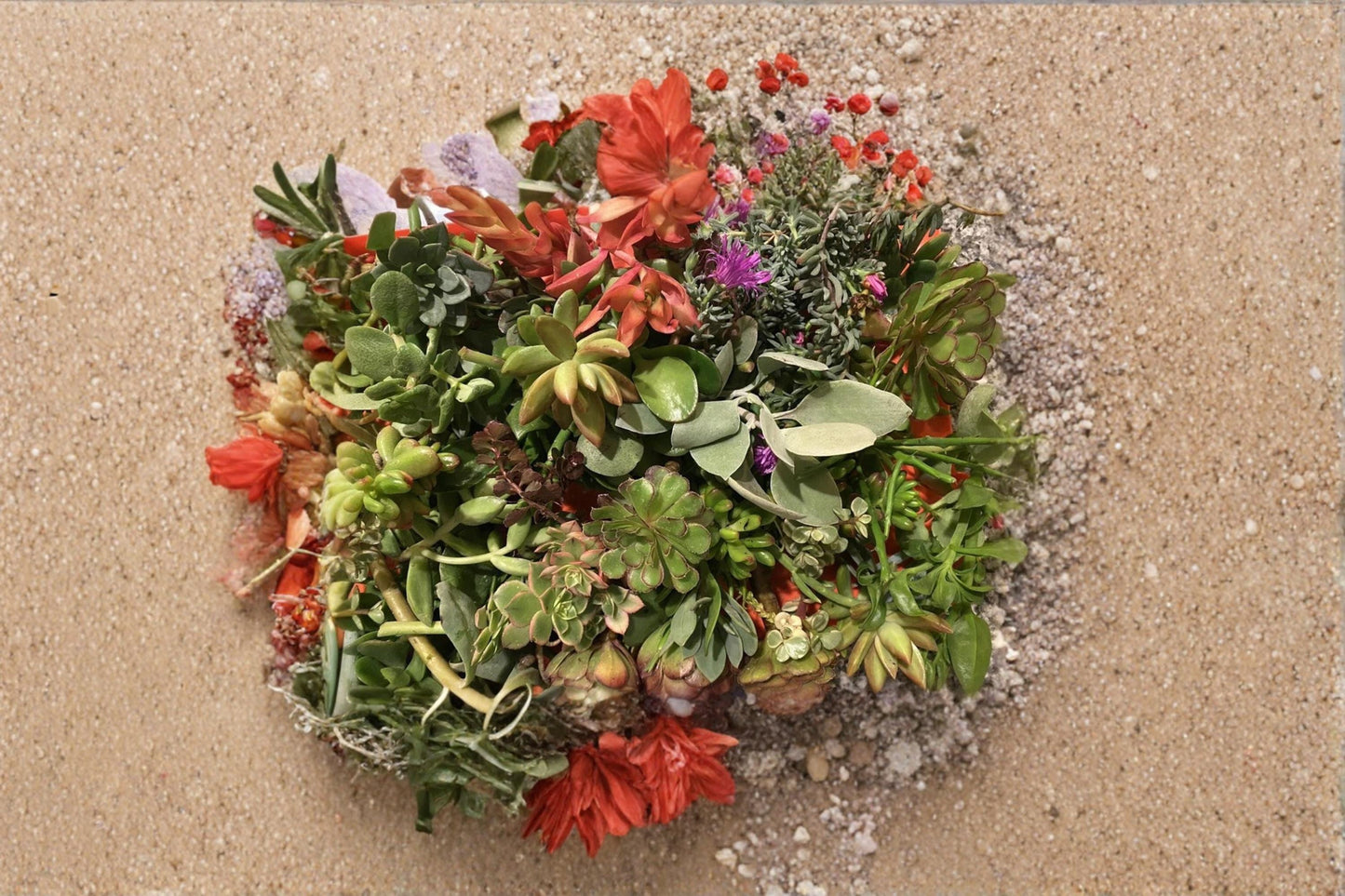 Organic Assorted Succulent Cuttings Collection - 20 Unrooted Varieties for Container & Garden Planting
