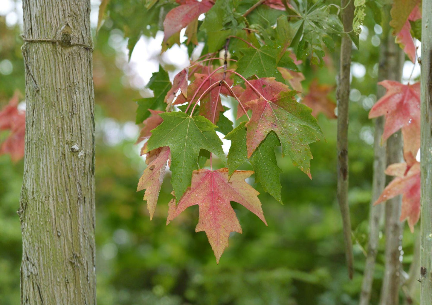 Red Maple Tree Seeds – Acer Rubrum Scarlet Autumn Foliage, Hardy Shade Tree, Deciduous Landscape Plant