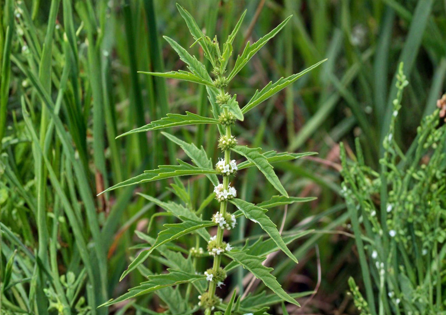 American Bugleweed Seeds - Wetland Native Perennial for Rain Gardens & Wetlands - Lycopus americanus (500 Seeds)