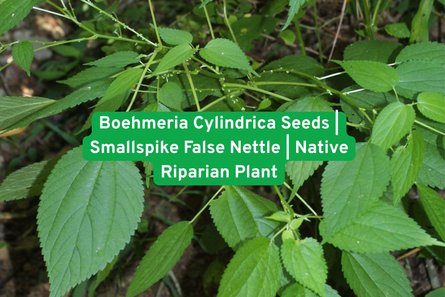Native plant seeds, wetland plant seeds, riparian garden seeds, moisture-loving perennial, rain garden plants, stream bank plants, woodland edge seeds, wildlife habitat plants, native North American seeds, moist soil plants, low maintenance seeds, wetland restoration seeds, native riparian seeds