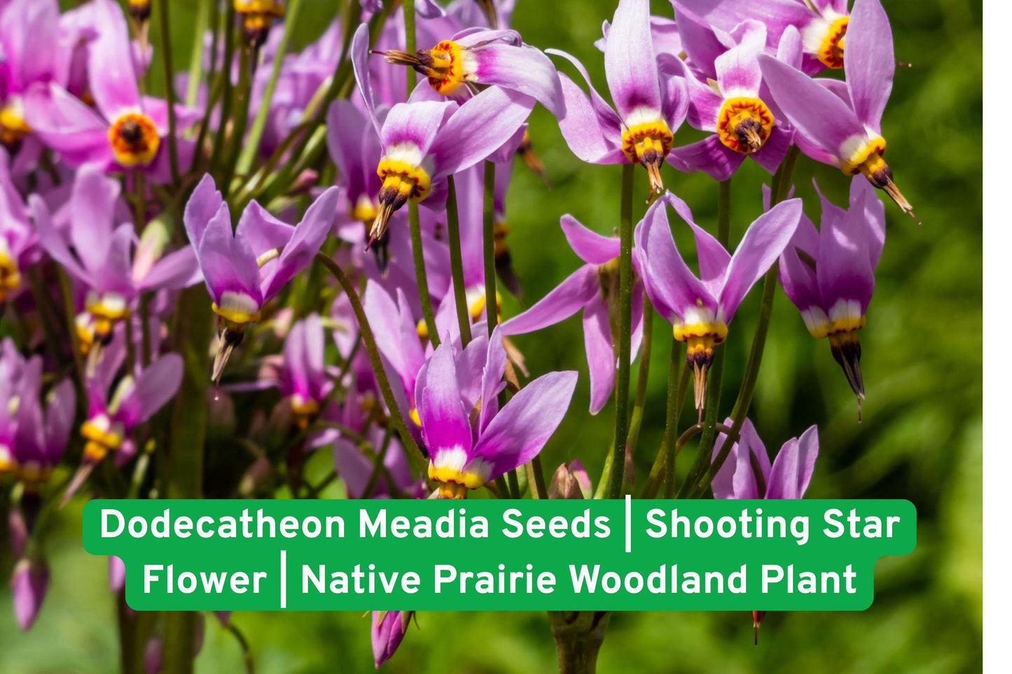 Dodecatheon seeds, Shooting Star, Native wildflower, Prairie plant seeds, Woodland garden plant, Pink perennial flower, Spring blooming seeds, Pollinator friendly, Shade tolerant plant, Native North American, Wildflower seed packet, Early spring flower, Perennial garden seed