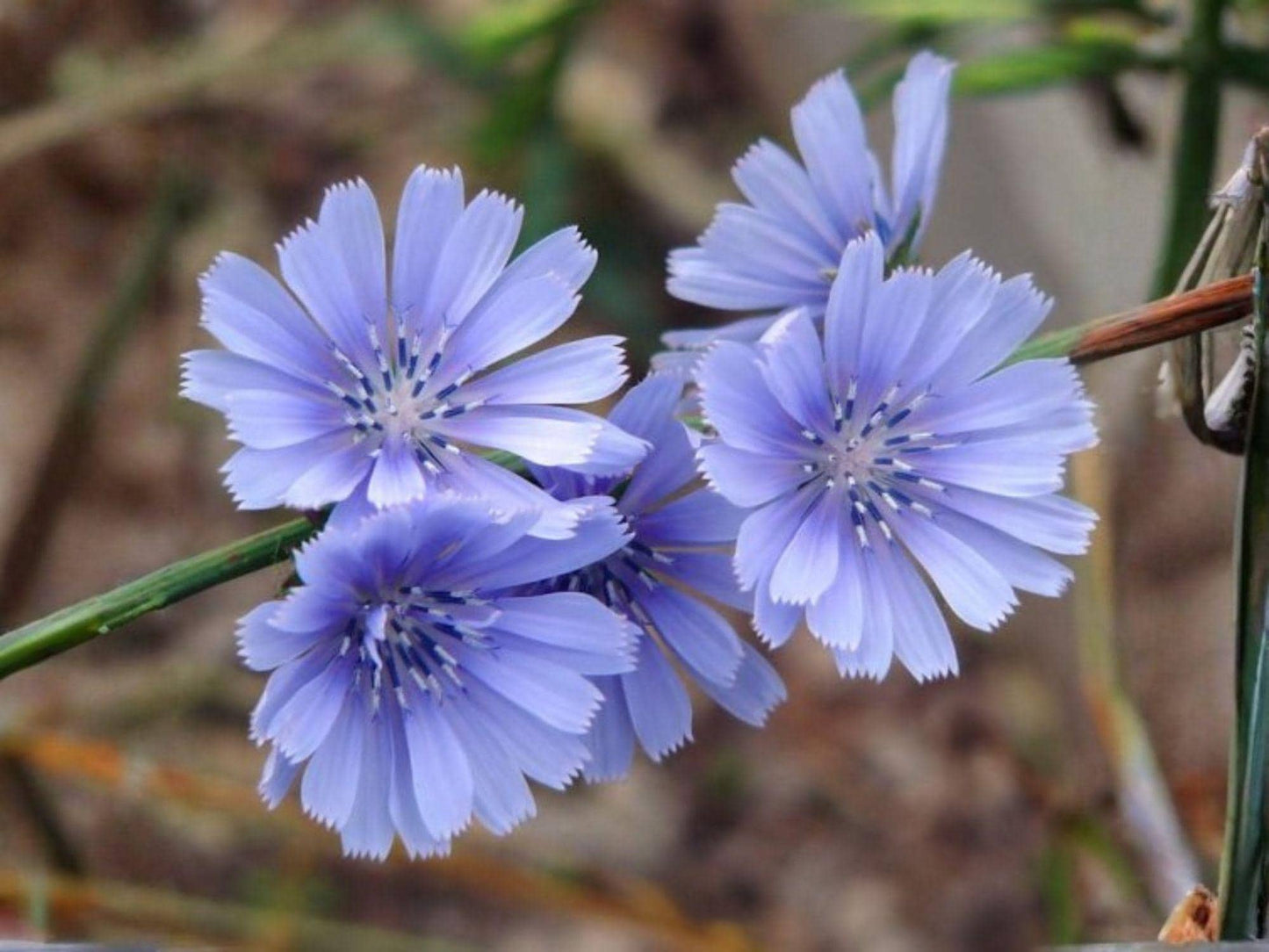 Organic Blue Chicory Seeds – Cichorium Intybus Flower Garden Planting, Heirloom, Non-GMO, Open-Pollinated, 100 Seeds