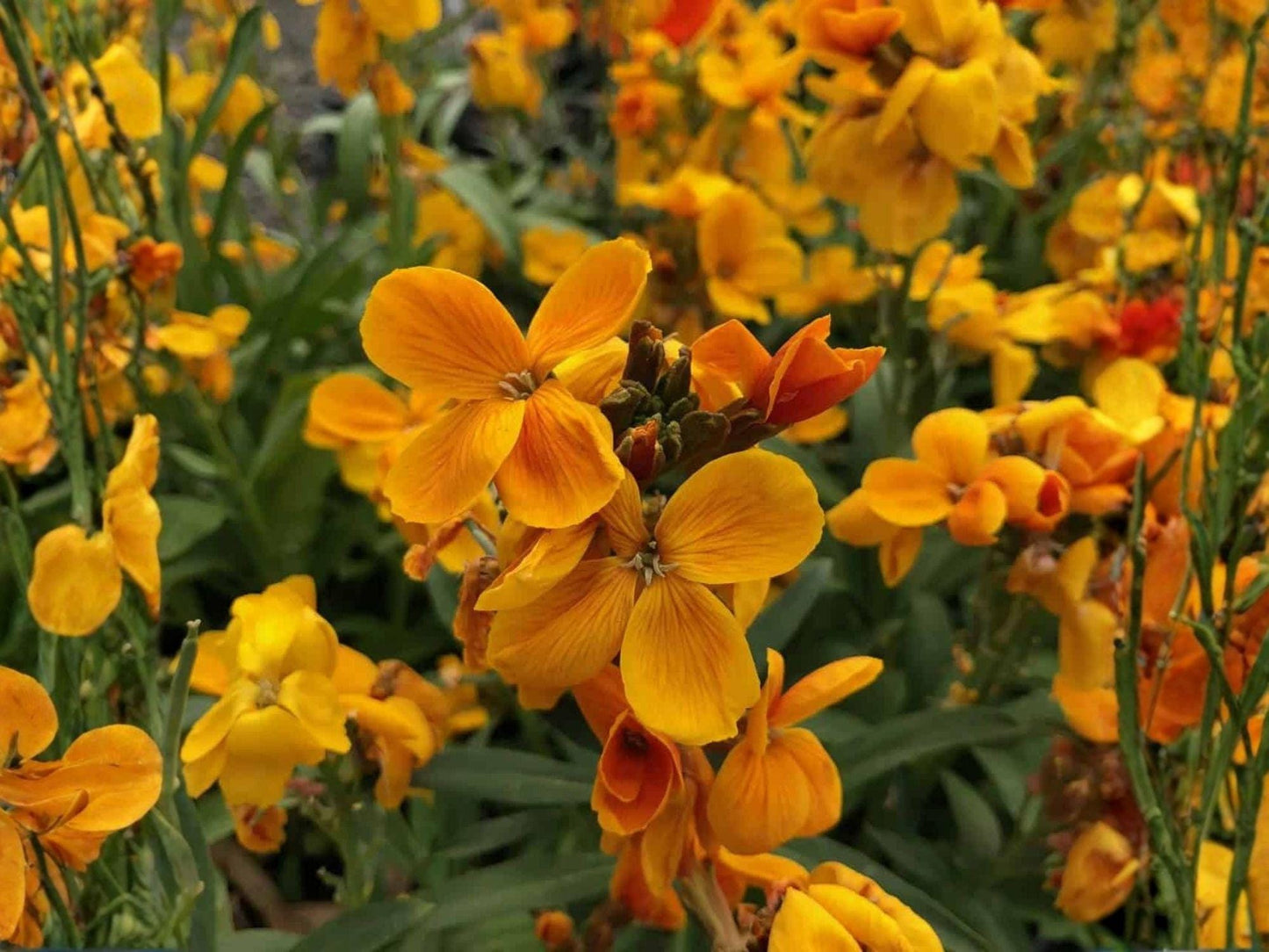 Siberian Wallflower Seeds Heirloom Non-GMO Cheiranthus allionii Erysimum cheiri Flower Garden