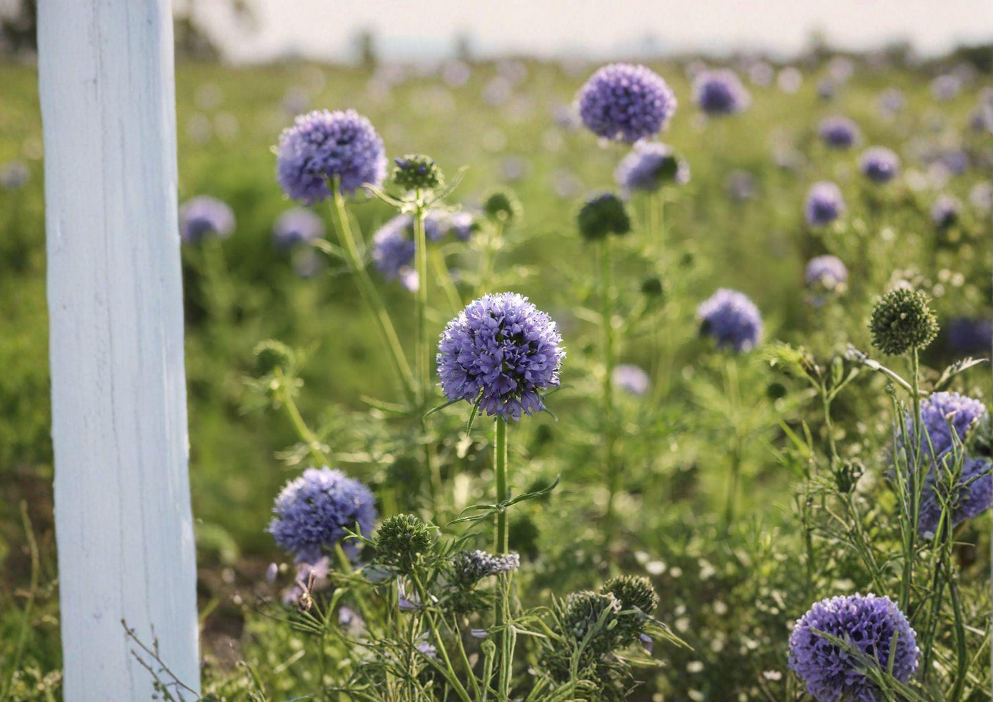 Globe Gilia Seeds - Bluehead Gilia, Native Wildflower, Gilia capitata, Lavender-Blue Flowers, Pollinator-Friendly, Drought Tolerant