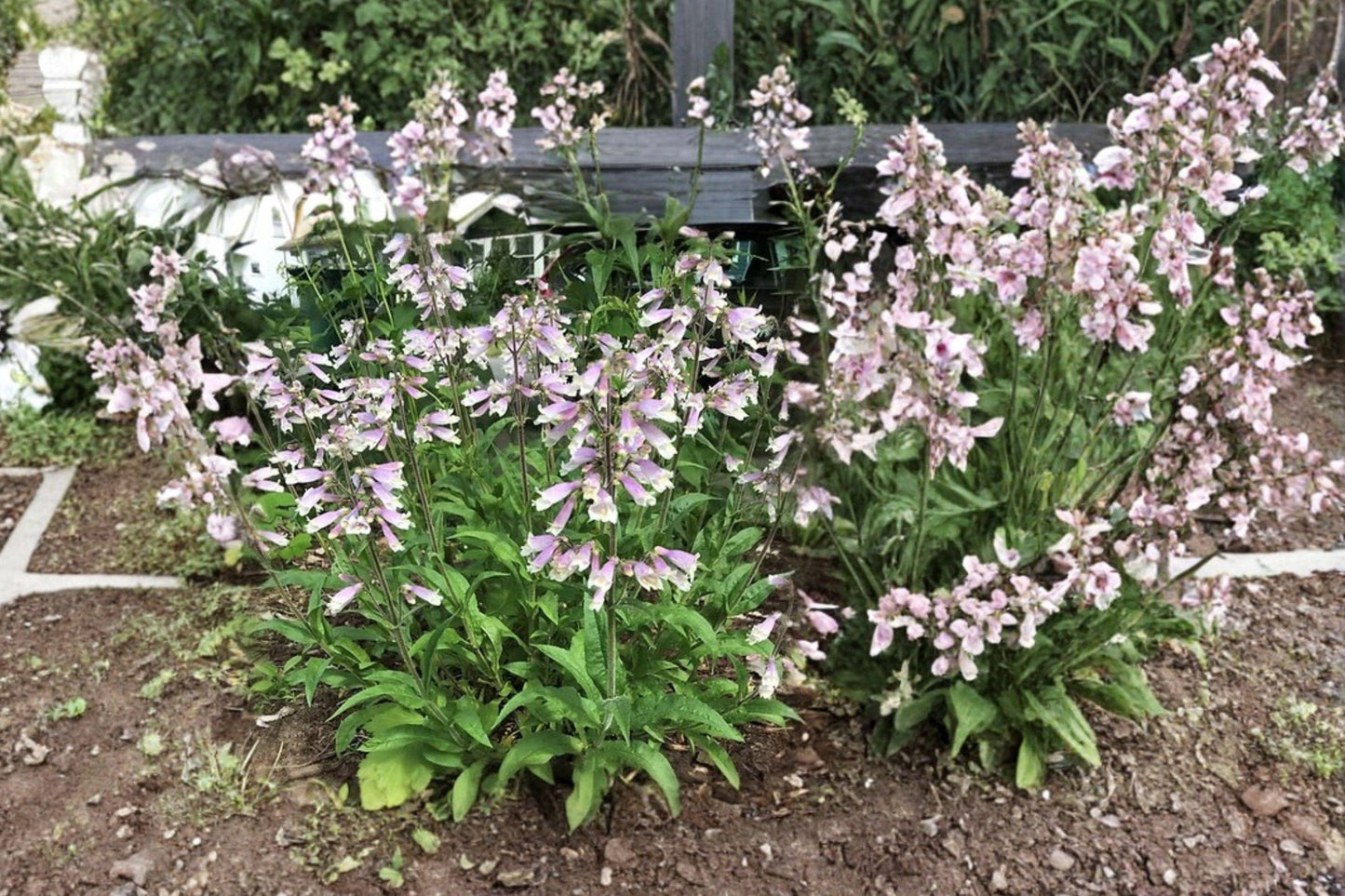 Penstemon hirsutus Hairy Beardtongue Seeds – Native Lavender Perennial for Pollinator Gardens & Borders
