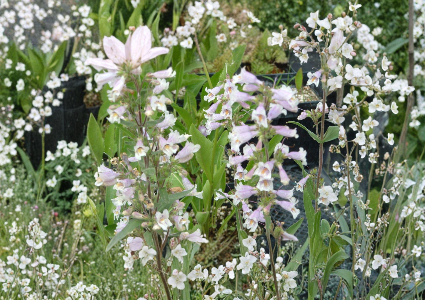 Penstemon Gracilis Seeds – Slender Beardtongue Native Perennial with Purple Blue Flowers, Drought Tolerant, Pollinator-Friendly