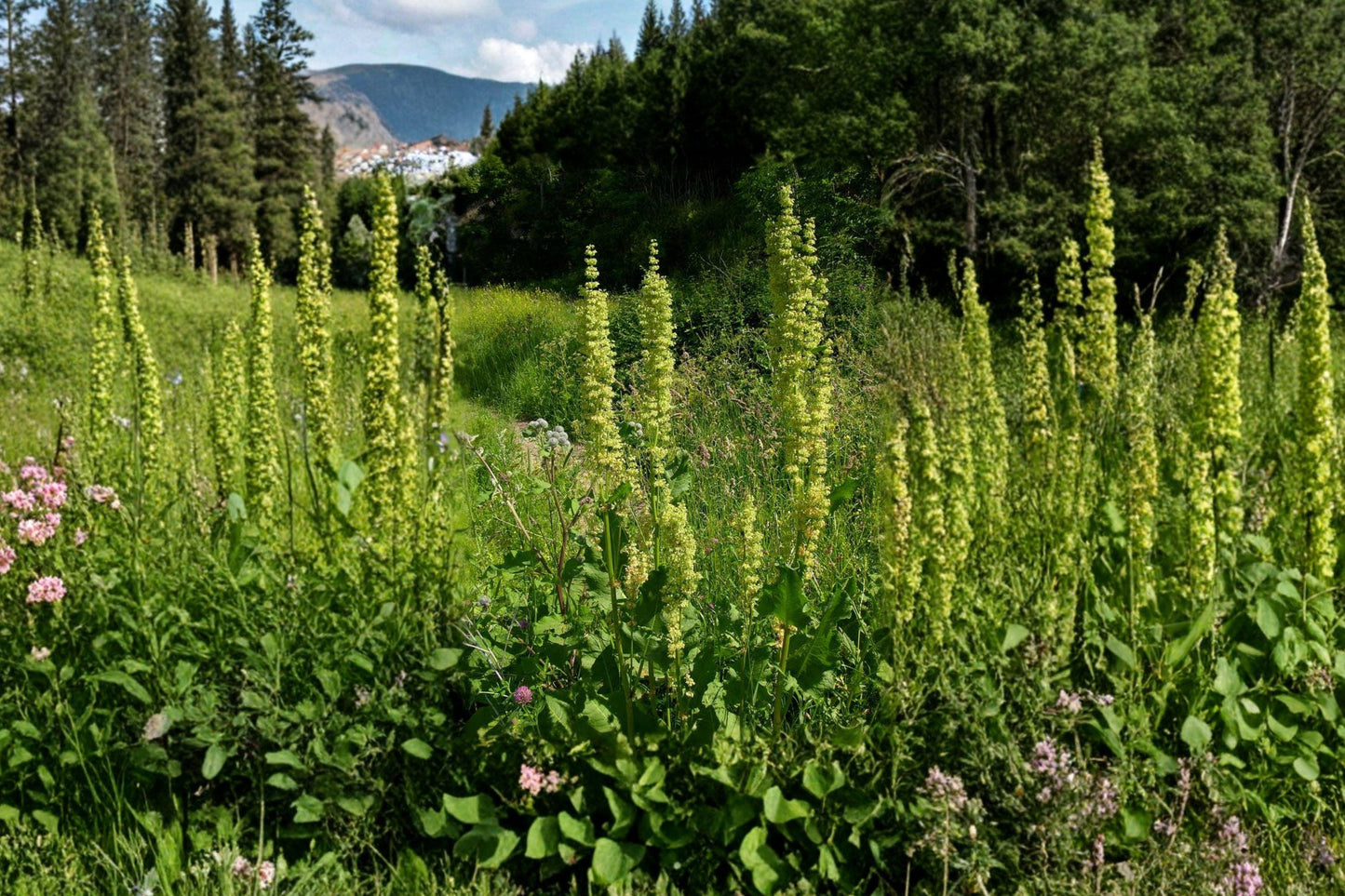 Water Dock Seeds – Native Wetland Perennial Rumex orbiculatus for Ponds, Marshes, Rain Gardens, 100 Seeds