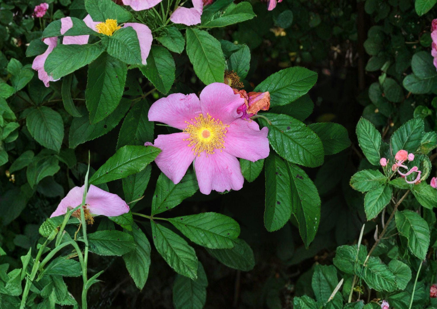 Rosa Palustris Swamp Rose Seeds – Native Pink Fragrant Flowers & Red Hips, Wetland Shrub, Wildlife-Friendly, 10 Seeds