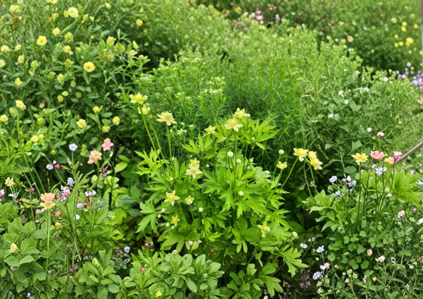 Anemone Virginiana Tall Thimbleweed Seeds – Native Perennial White Flowers & Seed Heads for Wildflower Gardens