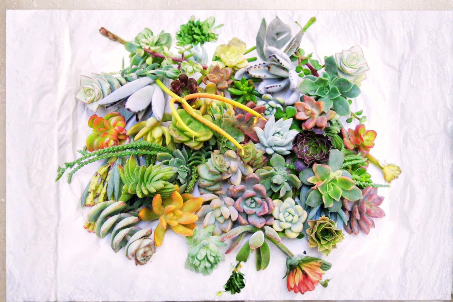Assorted Succulent Cuttings - 50 Varieties, Drought-Tolerant, Fleshy Leaves, Container Garden, Propagation, Unrooted