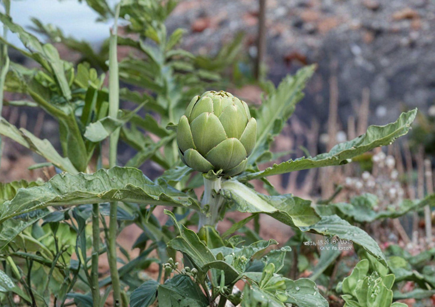 Green Globe Artichoke Seeds - Heirloom Gourmet Vegetable, Perennial, Large Green Flower Buds, Ornamental Foliage, Scientific Name: Cynara scolymus