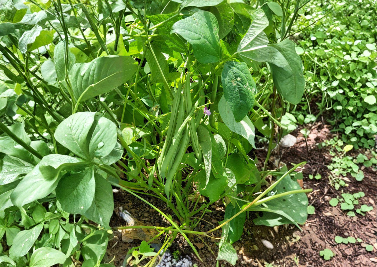 Provider Green Bush Bean Seeds – Heirloom Stringless Snap Bean, Early Harvest, Compact Bush, Green Pods, 25 Seeds