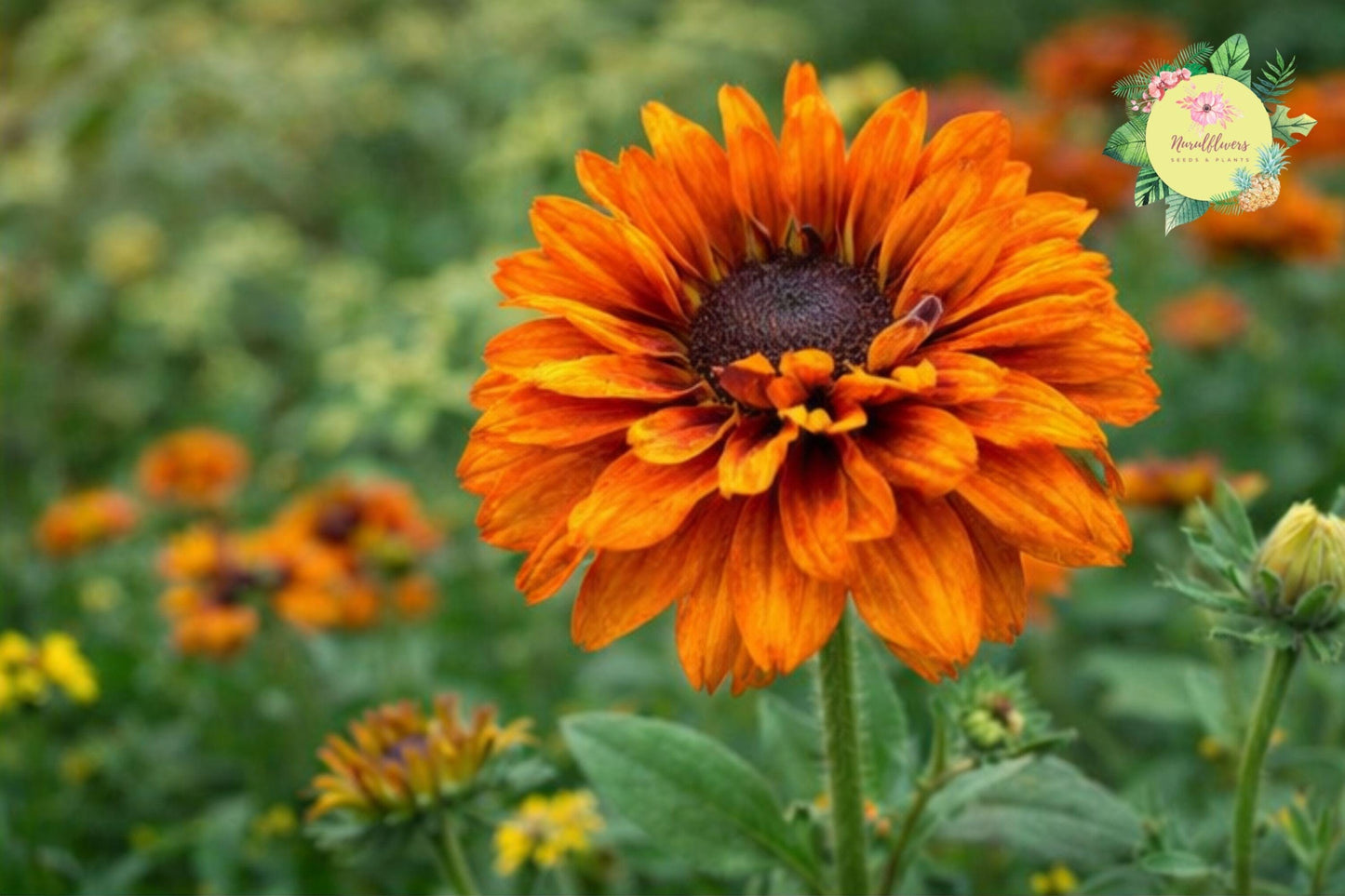 Citrus Glow Mum Seeds – Bright Orange Chrysanthemum Morifolium for Gardens & Pots, Vibrant Fall Blooms, Easy to Grow