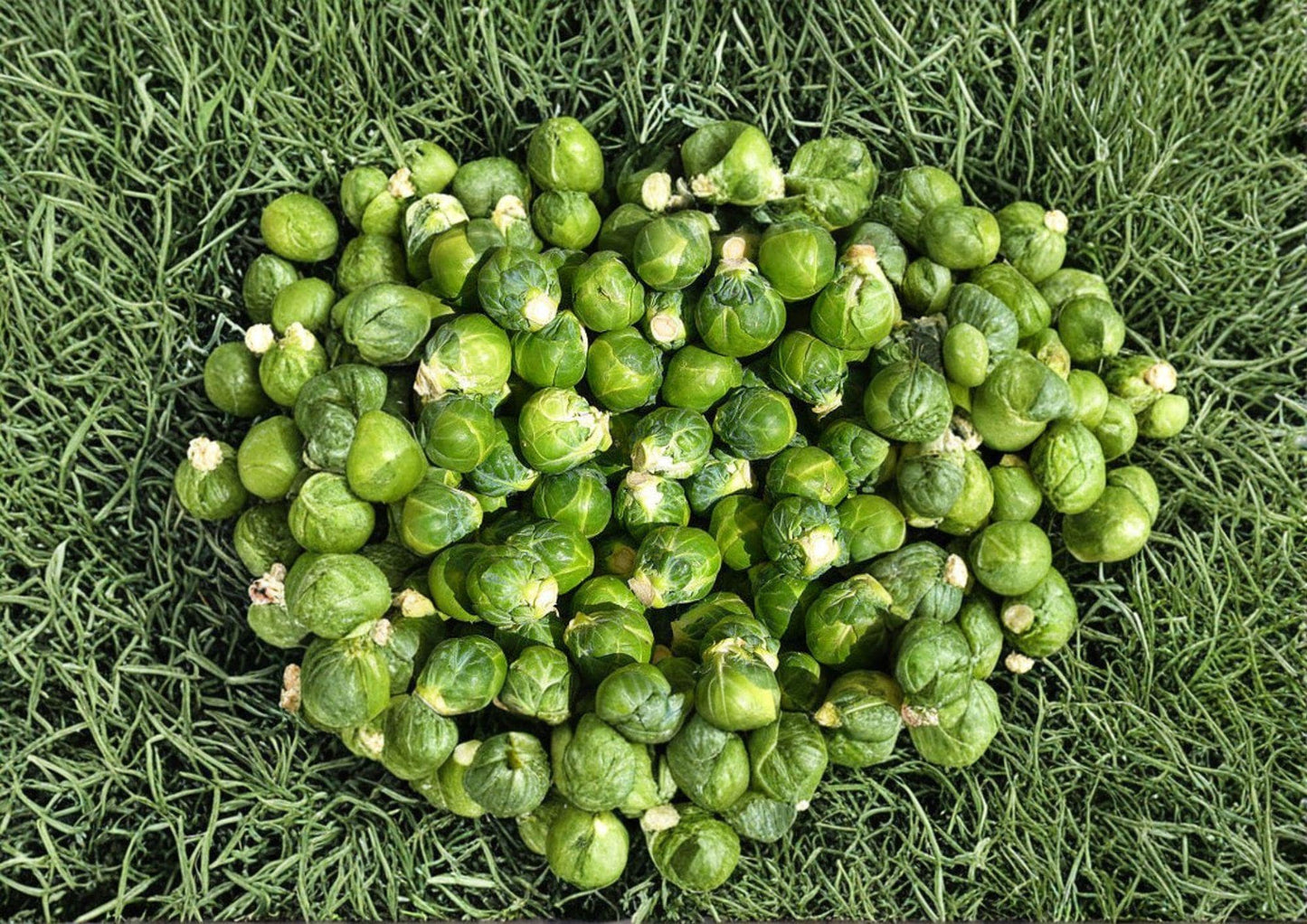 Long Island Improved Brussels Sprouts Seeds – Heirloom, Cold-Hardy, Compact, 500 Seeds