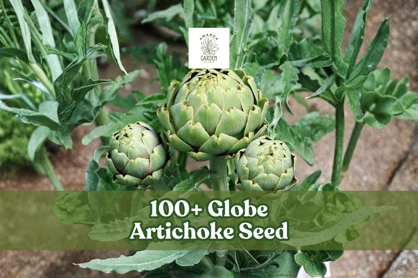 100+ Globe Artichoke Seeds – Cynara scolymus Perennial Vegetable for Garden & Container Growing
