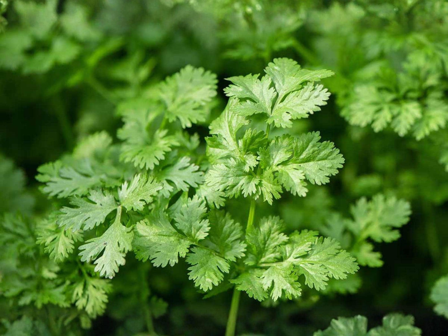 Leisure Cilantro Seeds 100 Count – Slow Bolting Coriander Herb for Fresh Leaves & Seeds – Heirloom, Culinary Herb, Garden Plant