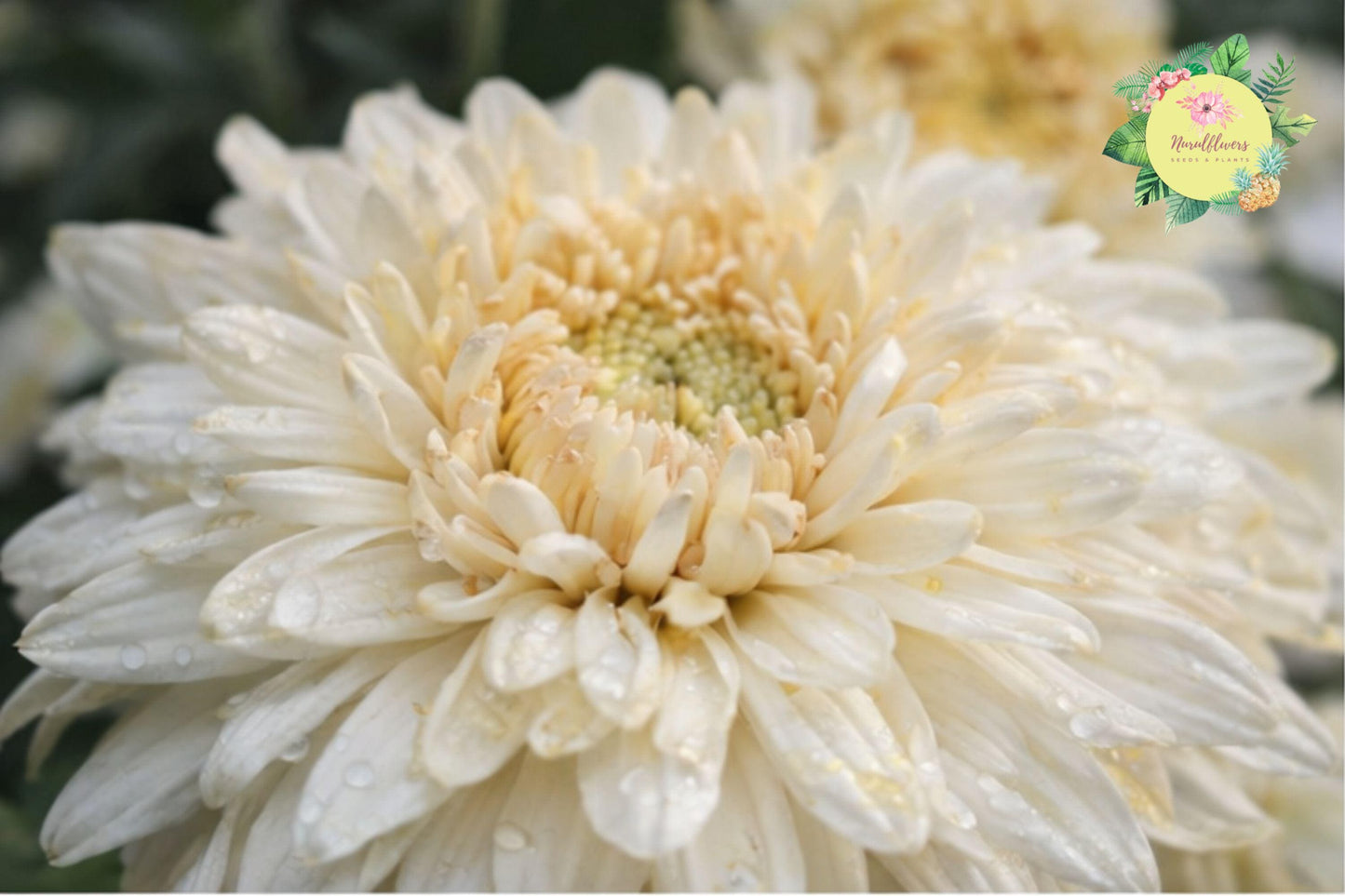 Vanilla Haze Chrysanthemum Seeds – 200+ Annual Mum Flower Seeds for Garden, Borders, Containers, Pollinator Attractant