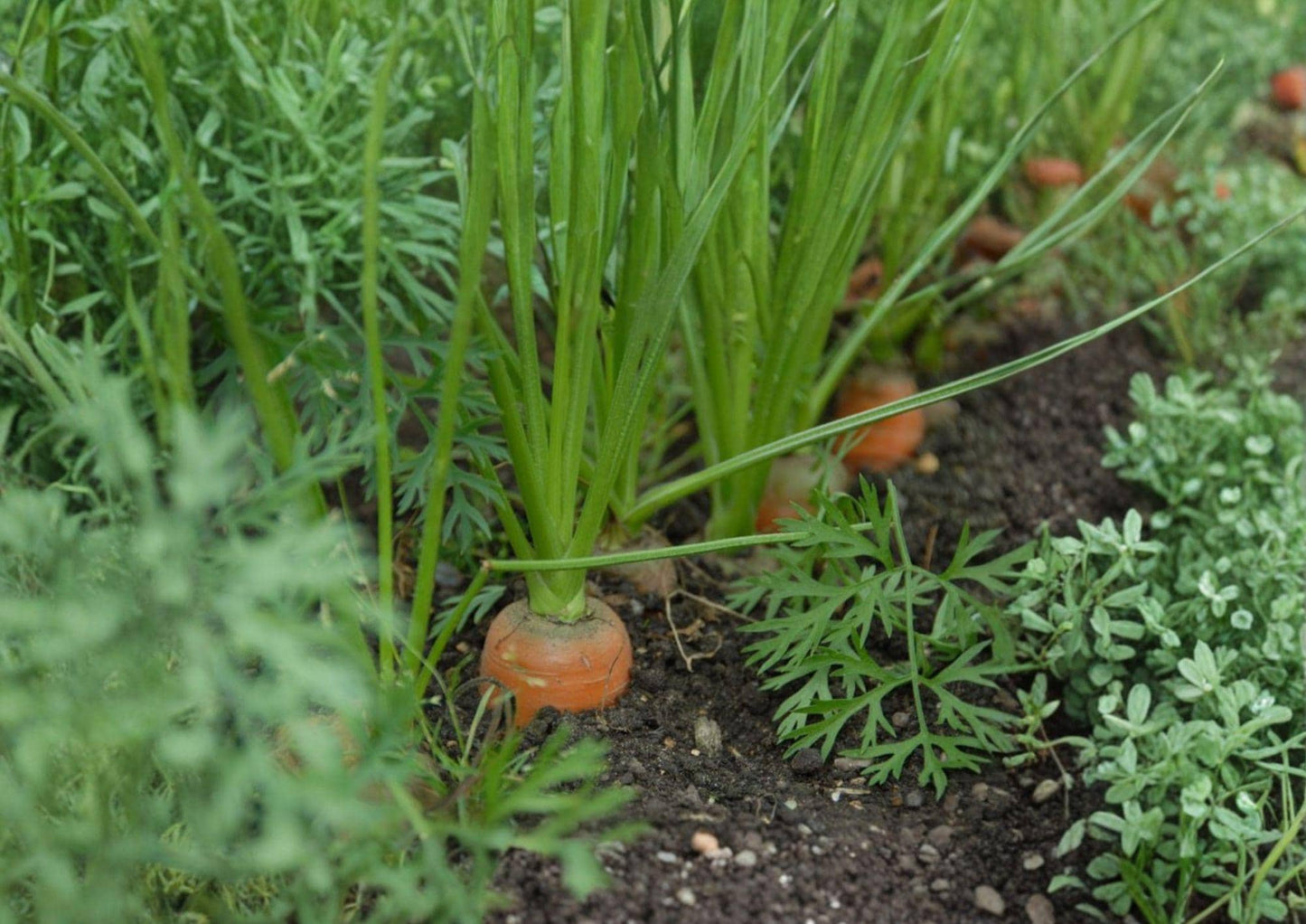 Tendersweet Carrot Seeds - 500 Heirloom Long Orange Roots for Juicing, Cooking, and Fresh Eating