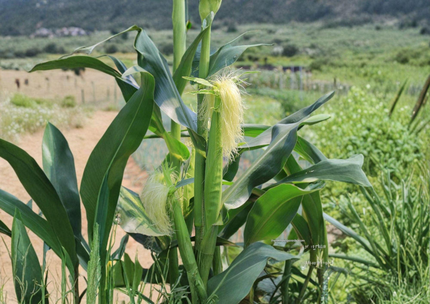 Japanese Hulless White Popcorn Seeds - Heirloom Baby Corn, 50 Seeds, Tender Hull-less Kernels, Open-Pollinated, Gourmet Snack, Home Garden
