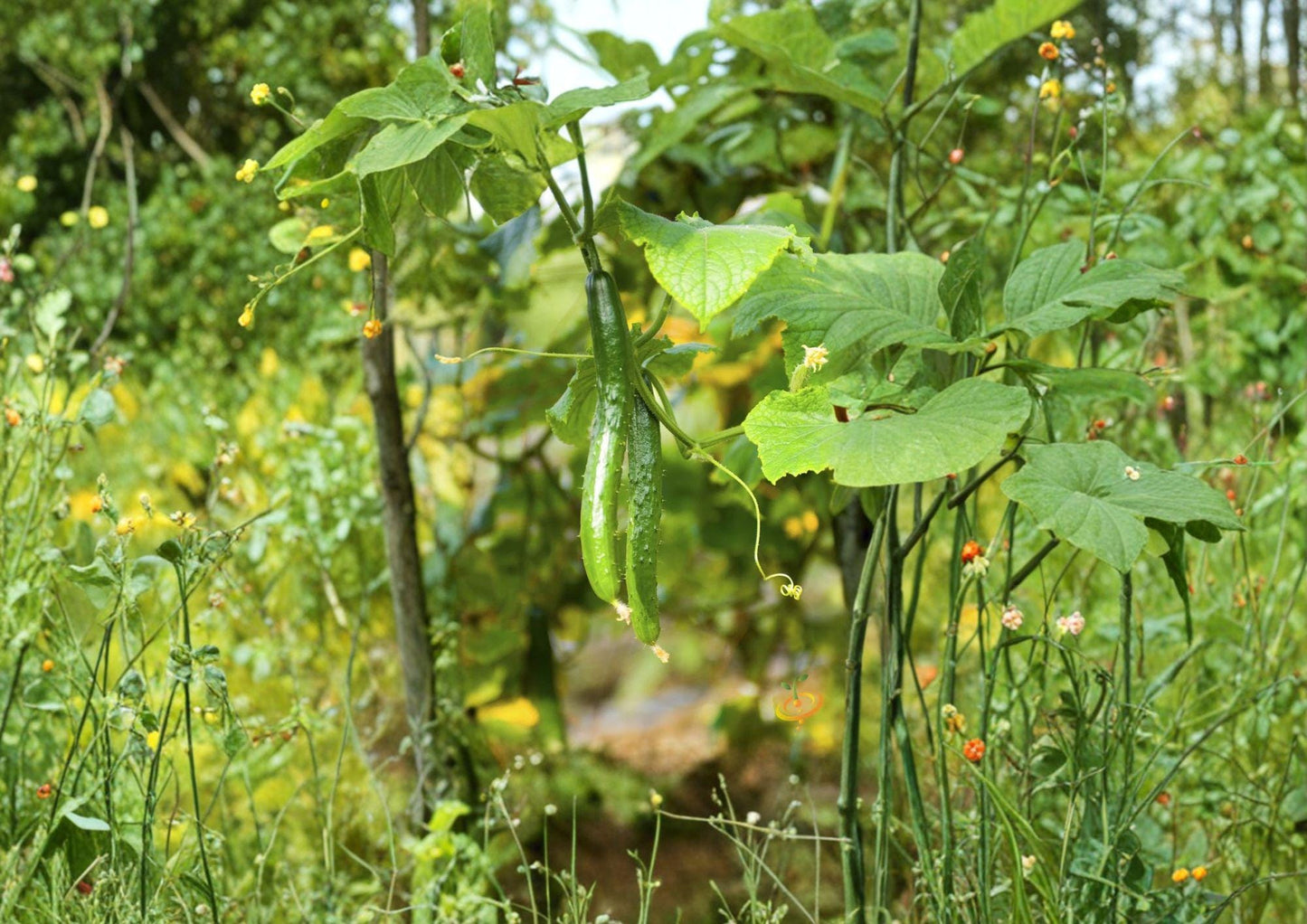 Chinese Snake Cucumber Seeds - Long, Curved Asian Heirloom, Crisp, Vigorous Climbing Vine, Cucumis sativus