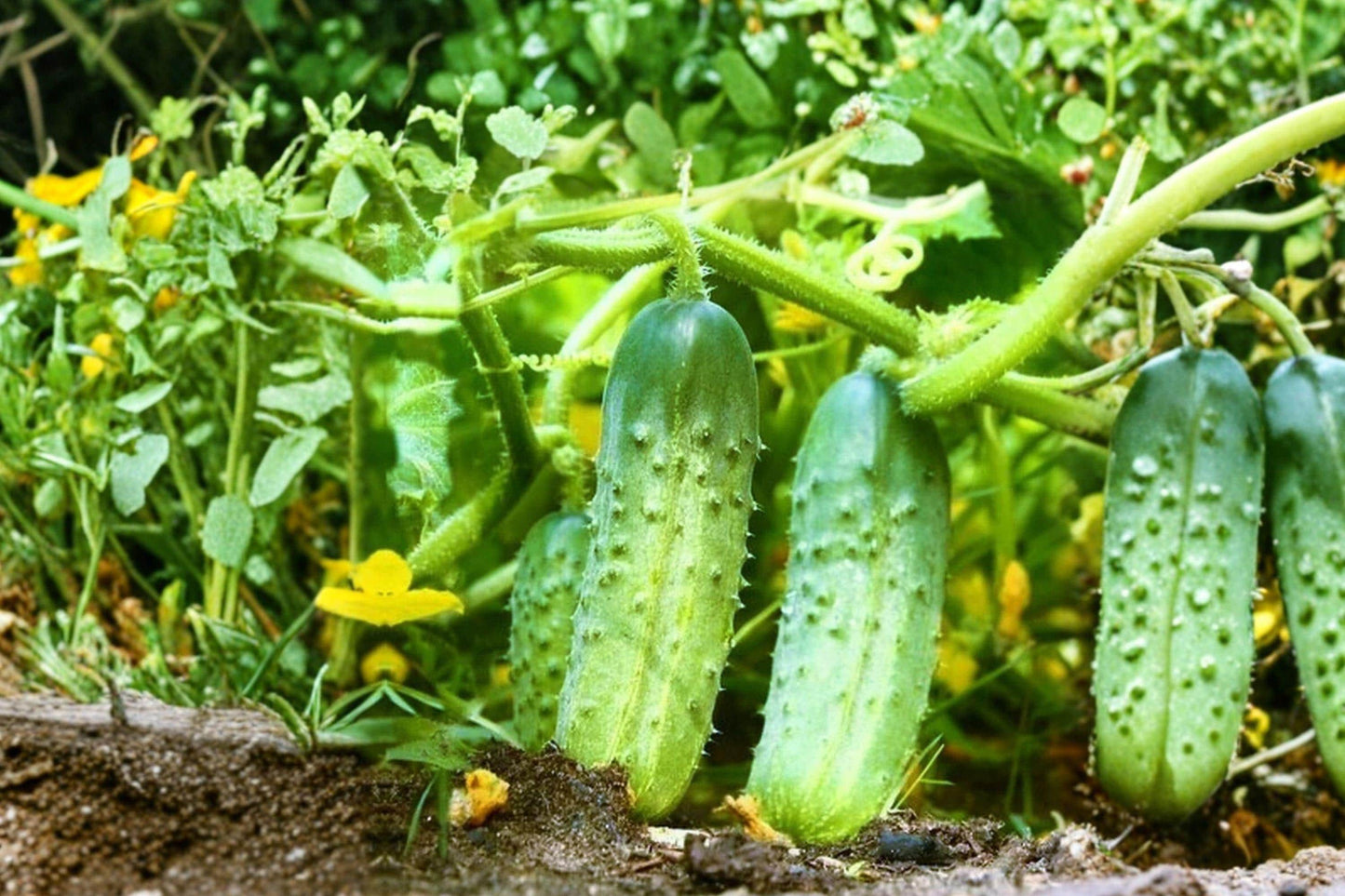 National Pickling Cucumber Seeds - Heirloom, Non-GMO, Open Pollinated, 50 Seeds, for Canning, Pickling, and Fresh Eating