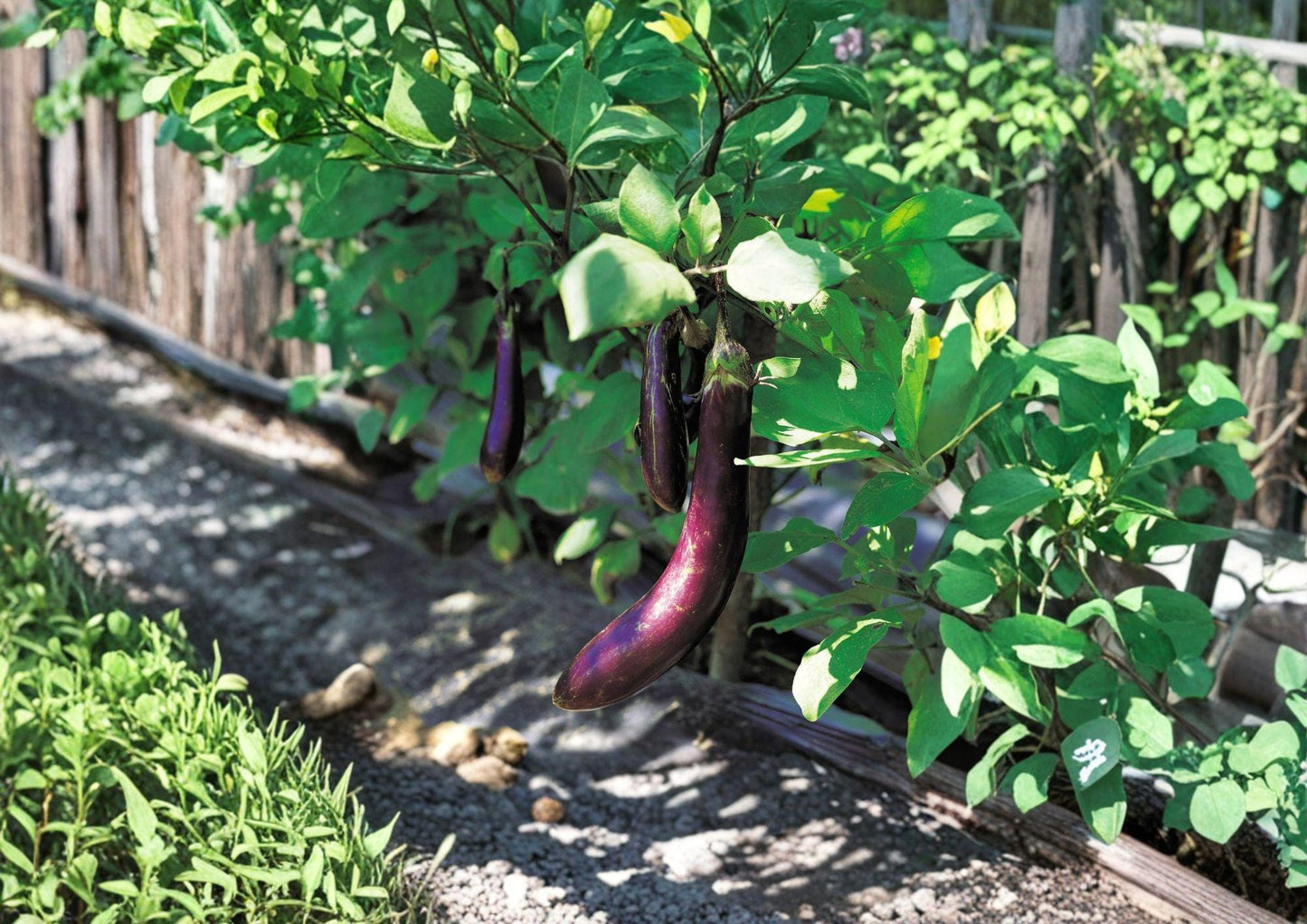 Long Purple Eggplant Seeds – Heirloom Slender Violet Vegetable, 100 Seeds, Warm-Season, Open-Pollinated, Gourmet Cooking