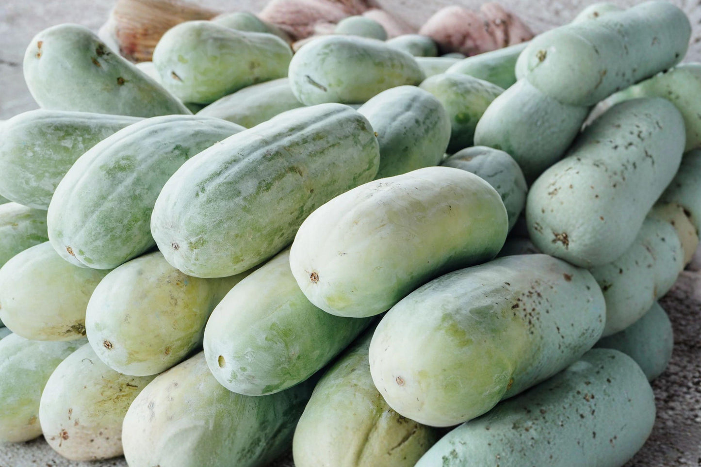 Wax Gourd Seeds – Heirloom Winter Melon, Non-GMO, Large Storage Fruit, Vigorous Vine, Asian Cuisine, 10 Seeds Pack