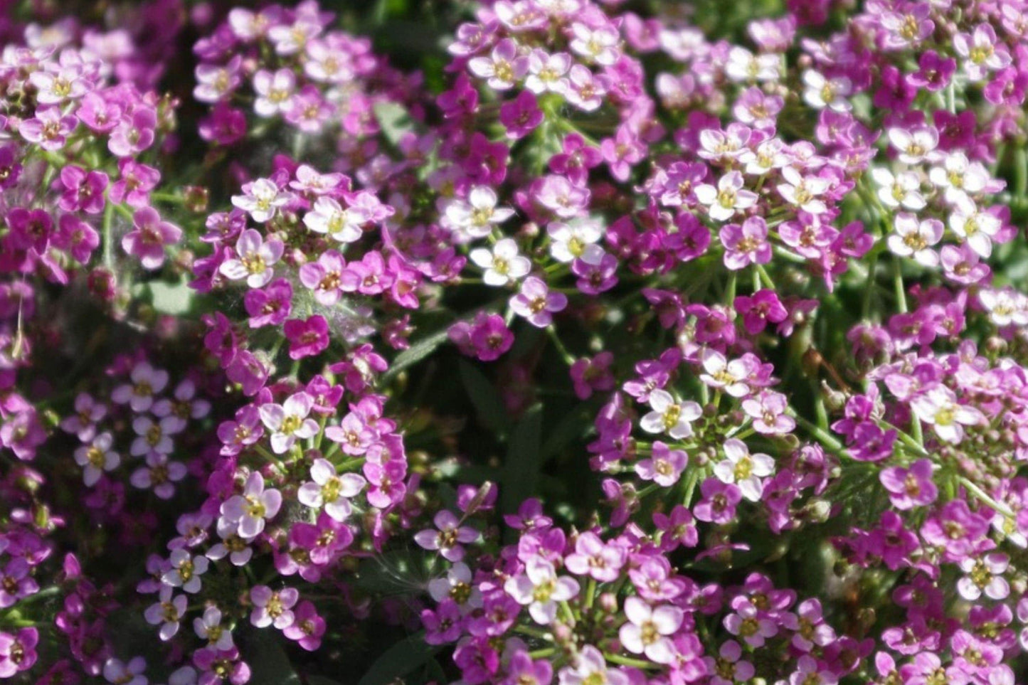Dwarf Pink Sweet Alyssum Seeds â Fragrant Low-Growing Annual Flower for Borders, Containers & Ground Cover (Lobularia maritima)