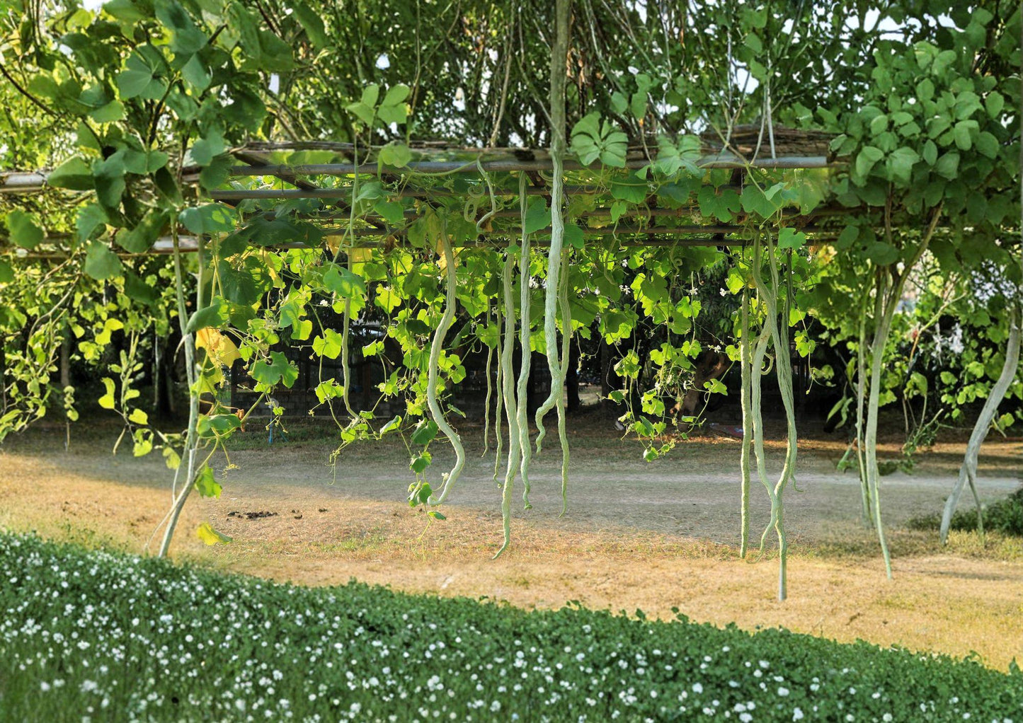 Snake Gourd Seeds, Climbing Vine, Lagenaria siceraria, Exotic Vegetable, 10 Seeds