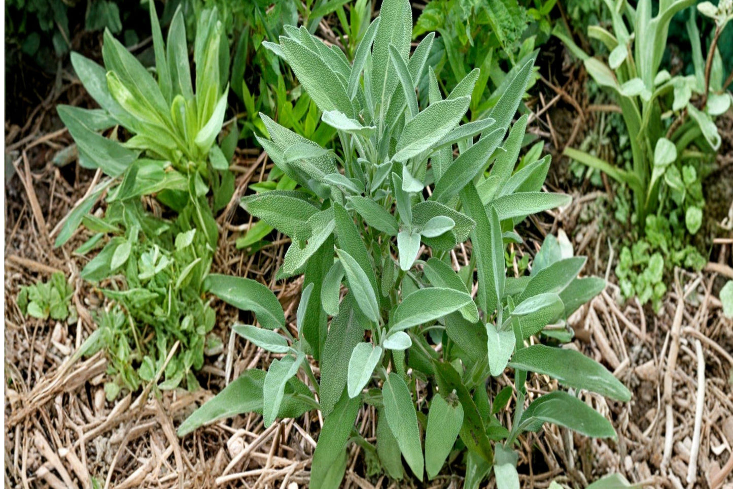 Broadleaf Sage Seeds - Heirloom Salvia Officinalis, 30 Seeds, Culinary Herb, Perennial, Aromatic, Non-GMO