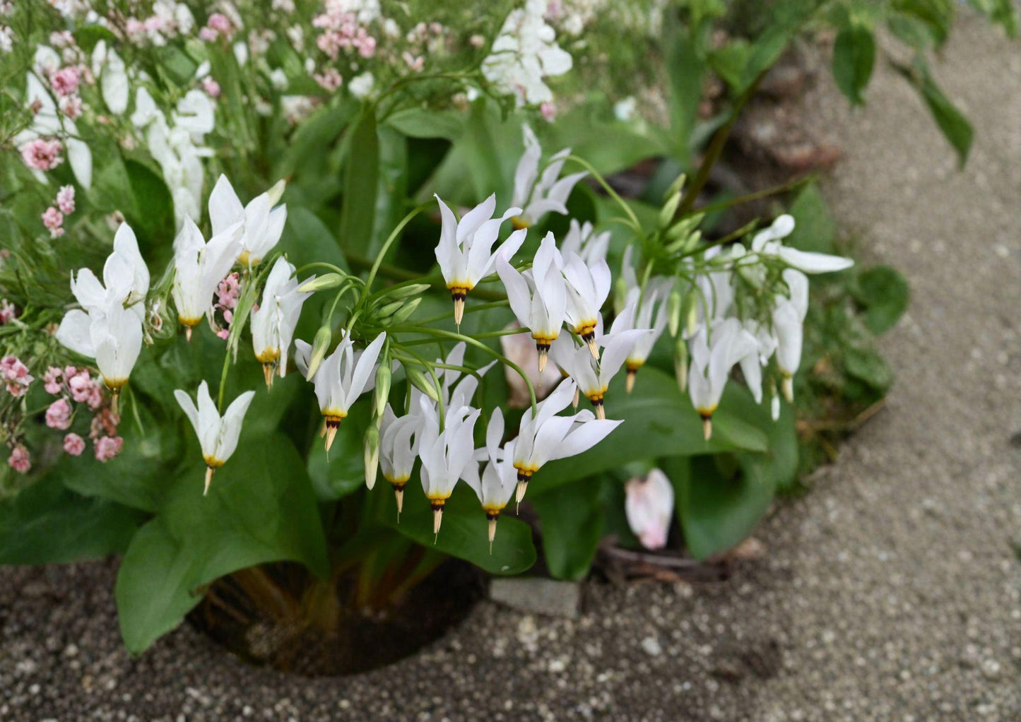 Midland Shooting Star Seeds – Native Pink Wildflower for Woodland Gardens – Dodecatheon meadia, Pollinator-Friendly Perennial