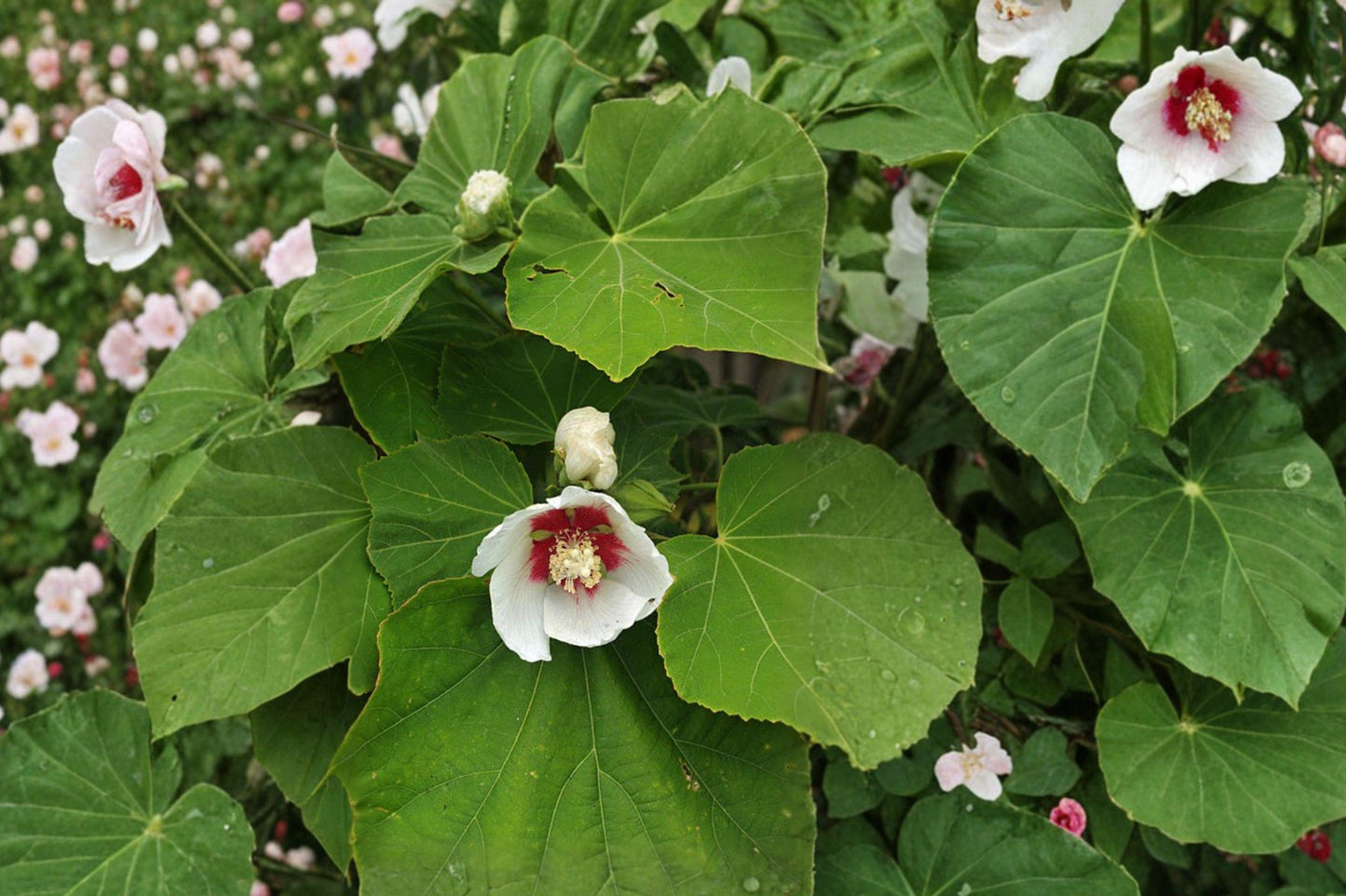 Hibiscus Paramutabilis Seeds – Large Pink White Everblooming Hardy Hibiscus for Garden & Landscape, 10 Seeds