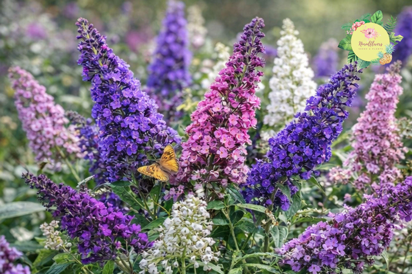 Butterfly Bush Seeds - 250 Fragrant Buddleia Davidii Pollinator Attracting Garden Plants