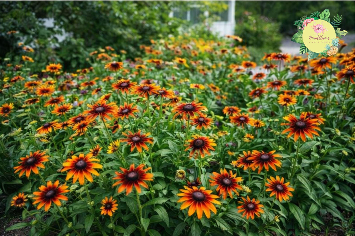 Cherry Mix Rudbeckia Seeds – Annual Flower Garden Mix for Borders and Containers, Rudbeckia hirta