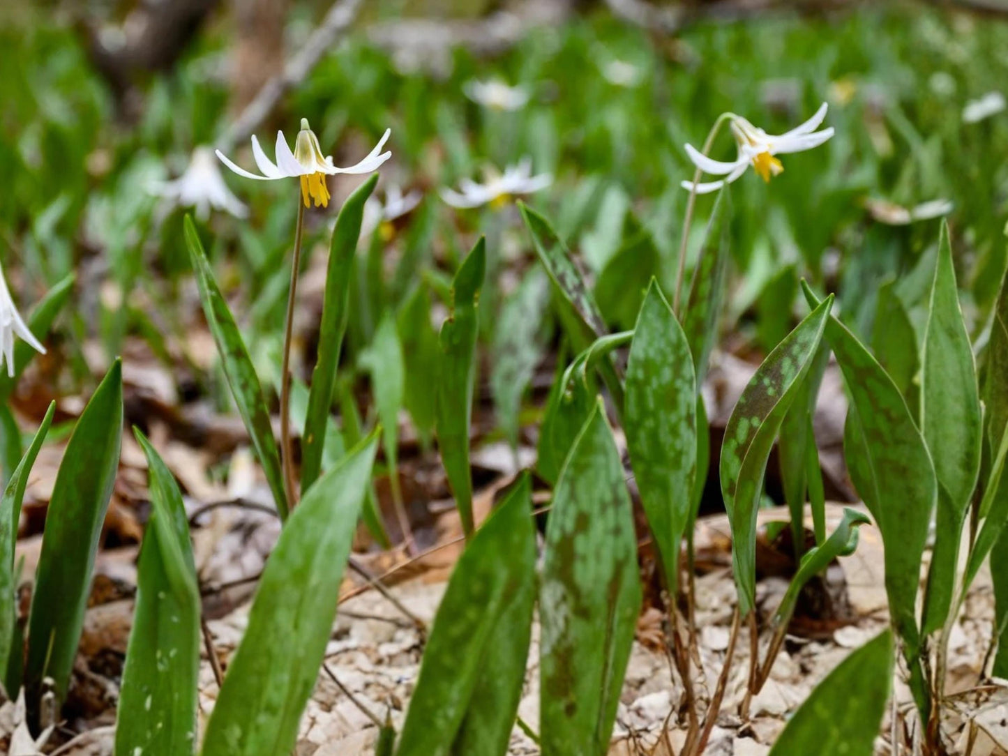 White Trout Lily Seeds (5) – Erythronium albidum – Native Woodland Spring Ephemeral for Shade Gardens