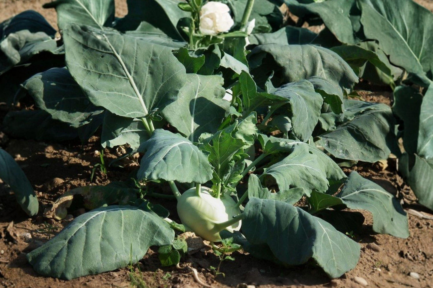 White Vienna Kohlrabi Seeds - Heirloom, Non-GMO, Sweet Bulbs for Spring and Fall Gardens