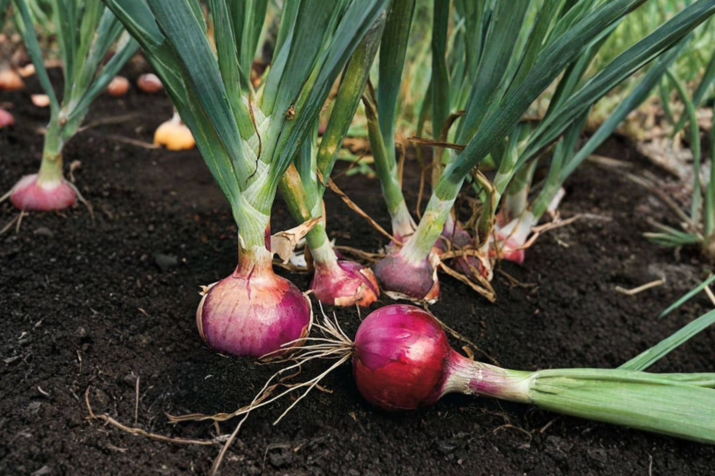 Red Burgundy Onion Seeds - Heirloom, Non-GMO, Short Day Variety for Southern Gardens, Deep Red Bulbs, Mild Flavor