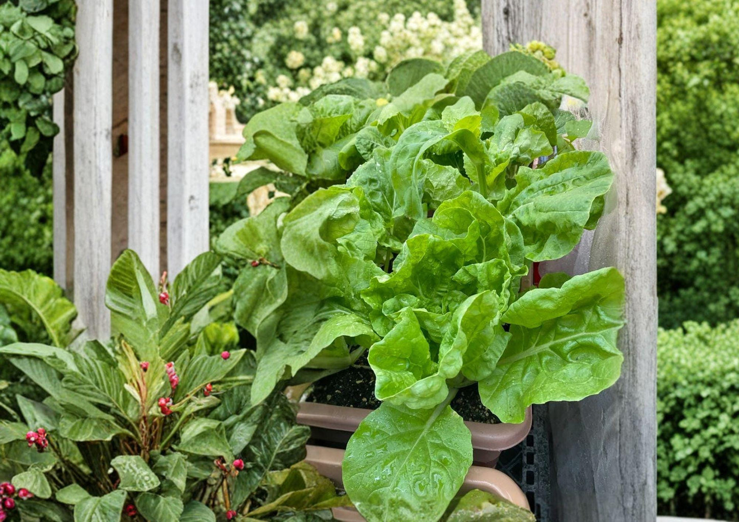 Frilly Leaf Pak Choi Seeds – Fun Jen Hybrid Asian Vegetable, Cool Season, Edible Green Leaves, 100 Seeds