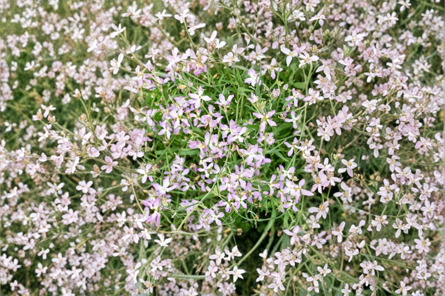 Evening Scented Stock Seeds – Fragrant Night Blooming Flowers for Cottage Gardens – Matthiola longipetala, 100 Seeds