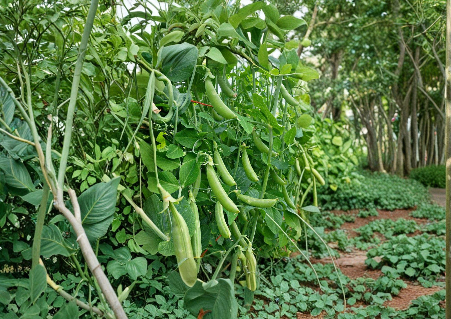 Heirloom Sugar Snap Pea Seeds â 50 Edible Pod Vegetable Seeds for Cool Season Gardens, Climbing Vine, Sweet and Crunchy Pods
