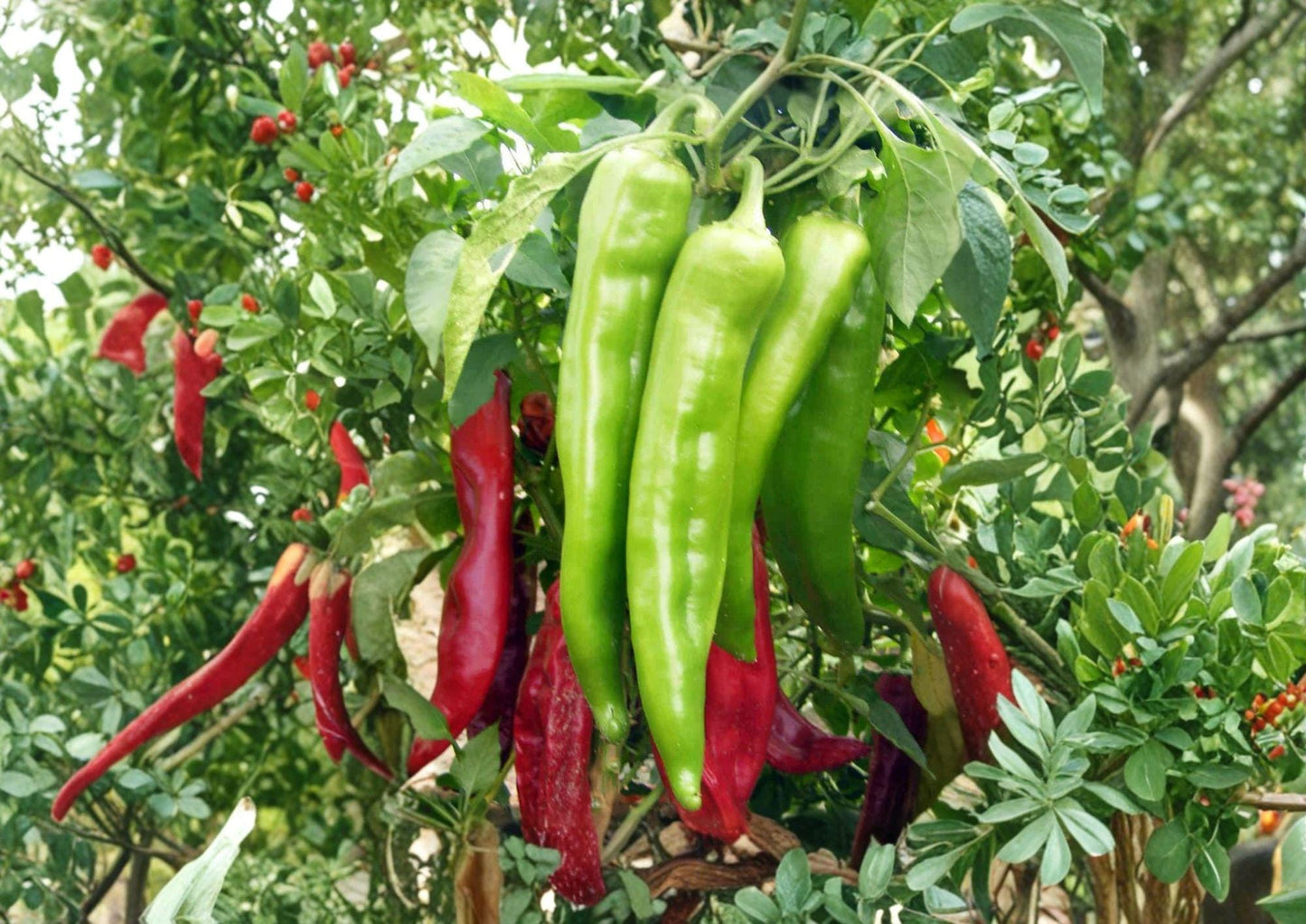 Hatch Big Jim Chili Pepper Seeds – Heirloom, Mild to Medium Heat, Large Green Peppers, 25 Seeds
