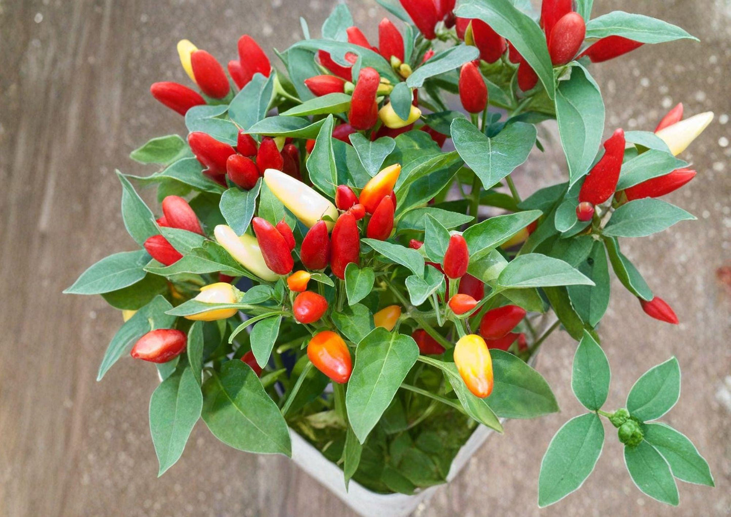 Chile Piquin Hot Pepper Seeds – 25 Heirloom Small Fiery Chili Seeds for Salsas, Sauces & Drying