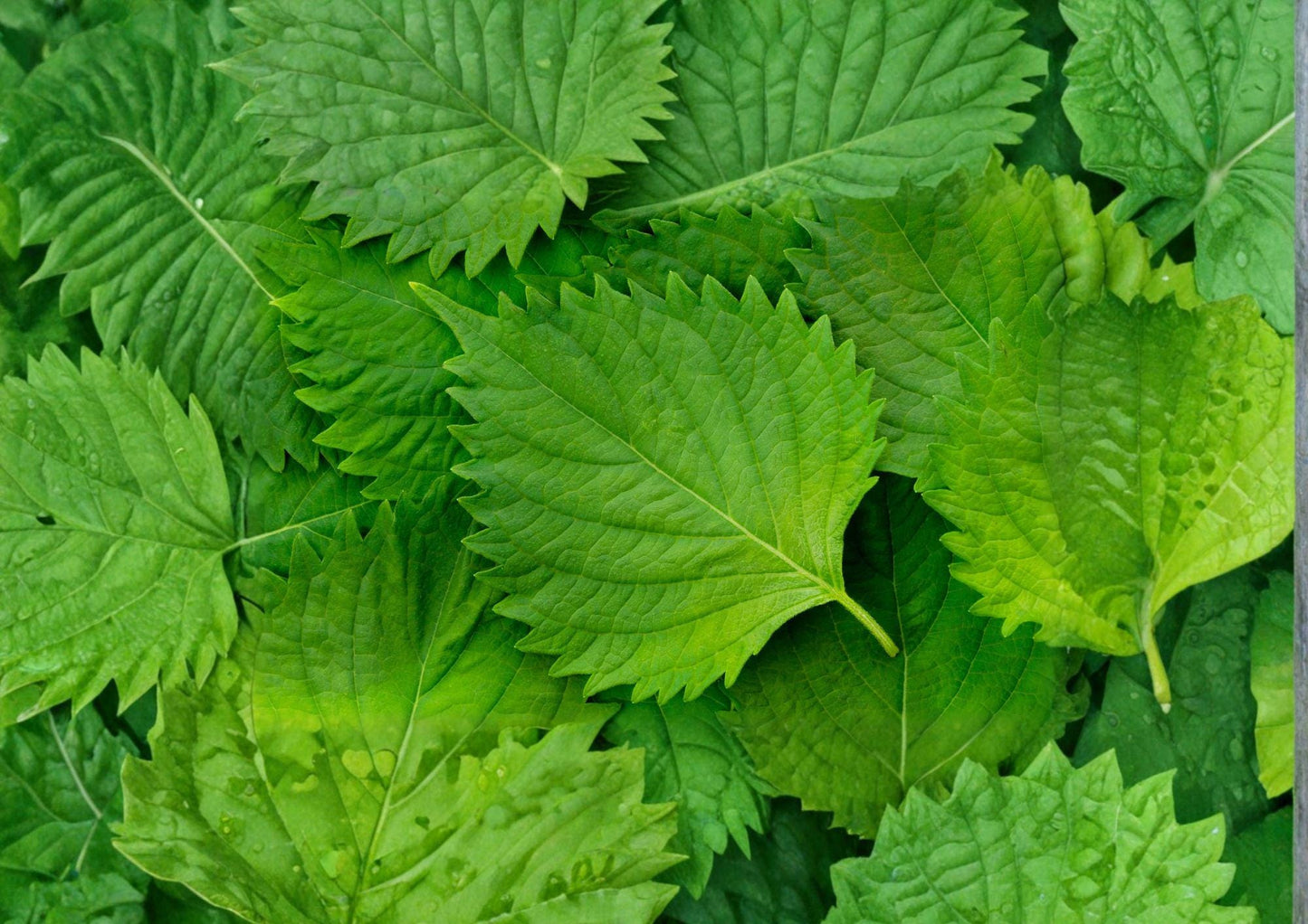 Korean Perilla Shiso Seeds – 500 Heirloom Herb Seeds for Asian Cuisine, Aromatic Green Perilla, Culinary Garden, Container Growing