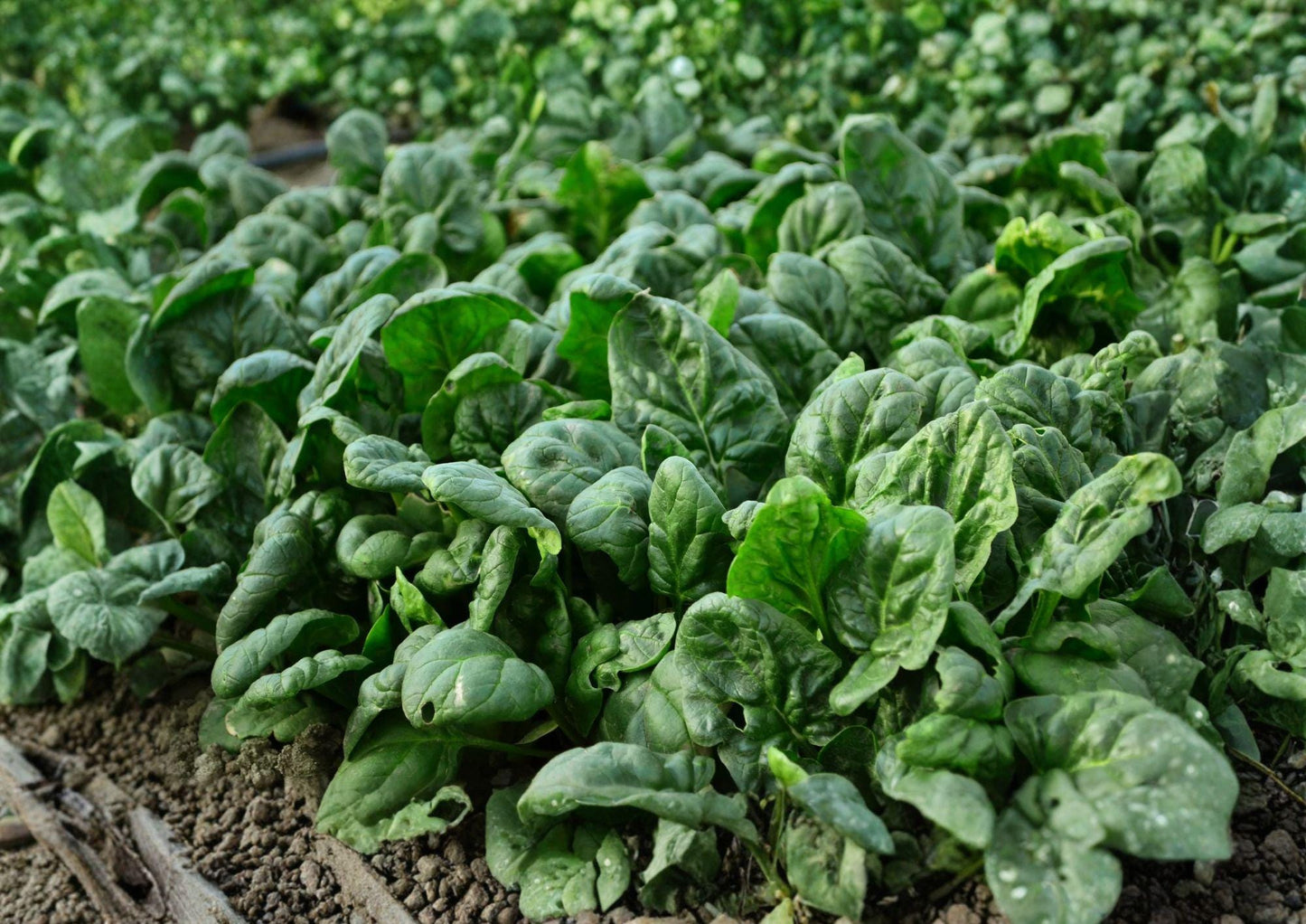 Bloomsdale Spinach Seeds – Heirloom Leafy Greens for Cool Season Gardens, 100 Seeds