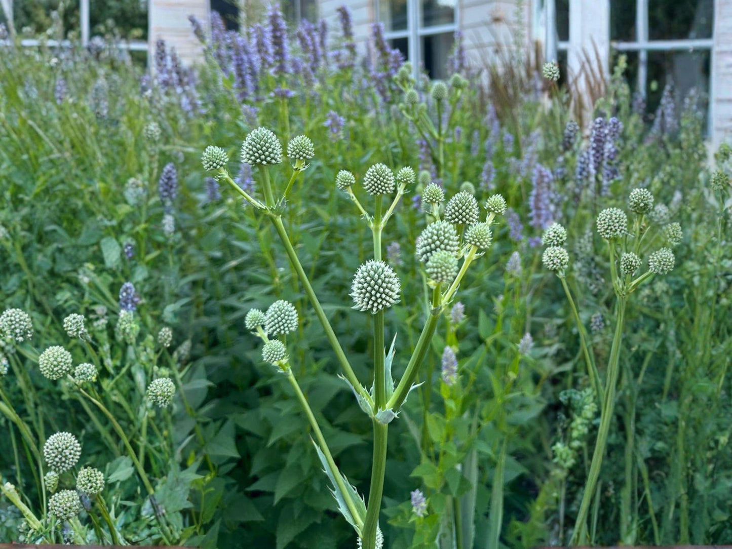Eryngium yuccifolium Seeds | Rattlesnake Master Native Perennial | White Pollinator Wildflower | Prairie, Xeriscape, Native Garden